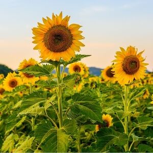 Bisou Bisou Maxi Dress Size 12.     #49